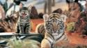 Happy cats tigers kittens wallpaper