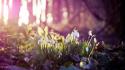 Landscapes nature flowers wood snowdrops spring wallpaper