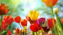 Multicolor flowers tulips wallpaper