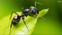 Nature animals ant wallpaper