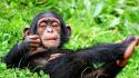 Nature animals chimpanzee wallpaper
