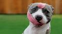 Nature animals dogs funny tongue pitbull wallpaper
