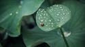 Nature animals leaves bugs waterdrop wallpaper