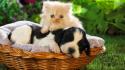 Nature cats animals dogs puppies kittens wallpaper