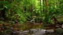 Nature forests streams wallpaper