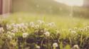 Nature grass dandelions wallpaper