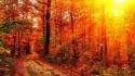 Nature sun forest path sunlight autumn wallpaper