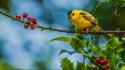 Nature yellow birds animals berries warblers wallpaper