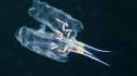 Ocean animals underwater alexander semenov sea wallpaper