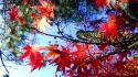 Red leaves sunlight maple leaf branches skies wallpaper