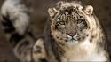 Snow cats leopards bars wallpaper