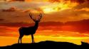 Sunset deer wallpaper