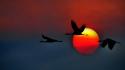 Sunset flying california cranes birds sky wallpaper