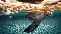 Water turtles sharks artwork palm trees split-view sea wallpaper