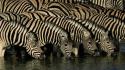 Wildlife zebras drinking wallpaper