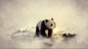 Winter snow animals cold panda bears widescreen wallpaper