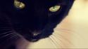 Animals black cat yellow eyes furry domestic wallpaper