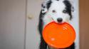 Animals dogs frisbee wallpaper