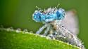 Animals insects macro dragonflies wallpaper