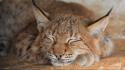 Animals lynx sleeping feline wallpaper