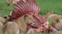 Animals meat feline lions hunting eating wallpaper