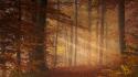 Autumn forests leaves october mystical sun rays wallpaper