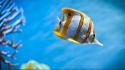 Beaker aquarium underwater coral reef butterflies reefs wallpaper