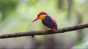 Birds animals creatures kingfisher rare wallpaper