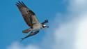 Birds animals fish prey hunting blue skies wallpaper