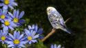 Birds animals parakeets budgerigar wallpaper