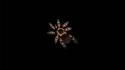 Black animals insects spiders tarantula arachnids wallpaper