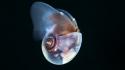 Dark animals fish transparent underwater mollusks wallpaper