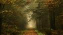 Dawn forests paths fog mystical autumn leaves wallpaper