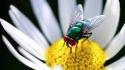 Flowers animals insects wallpaper