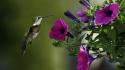 Flowers birds hummingbirds purple wallpaper