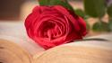 Flowers books roses pages wallpaper