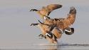 Flying birds geese wallpaper