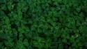 Green plants clover wallpaper