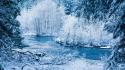 Ice winter snow rivers bushes branches wallpaper