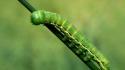 Insects caterpillars wallpaper