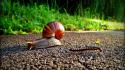 Insects snails wallpaper