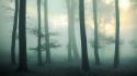 Landscapes nature forest foggy wallpaper