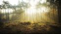 Landscapes nature forest light rays wallpaper