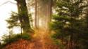 Landscapes nature trees foggy forest path wallpaper