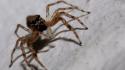 Nature animals macro spiders wallpaper