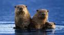 Nature animals otters wallpaper