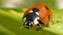 Nature insects macro ladybirds wallpaper