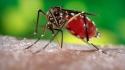 Nature insects macro mosquito parasite wallpaper