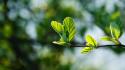 Nature leaves blurred background wallpaper