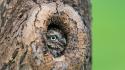 Nature trees owls wallpaper
